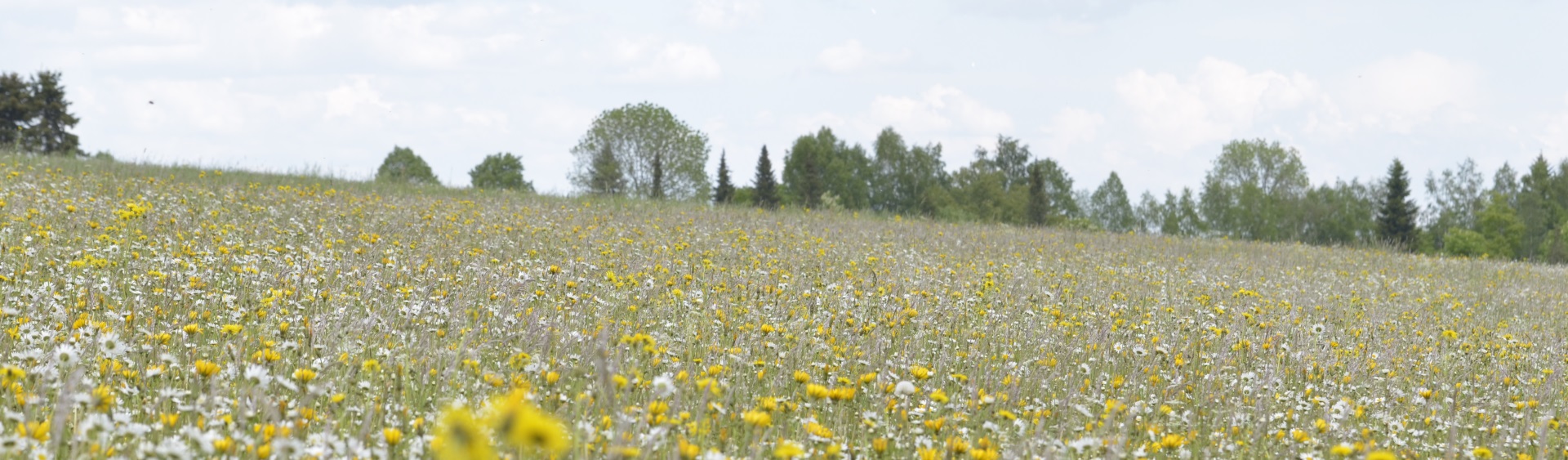 Hintergrundbild der Gemeinde Friedenweiler