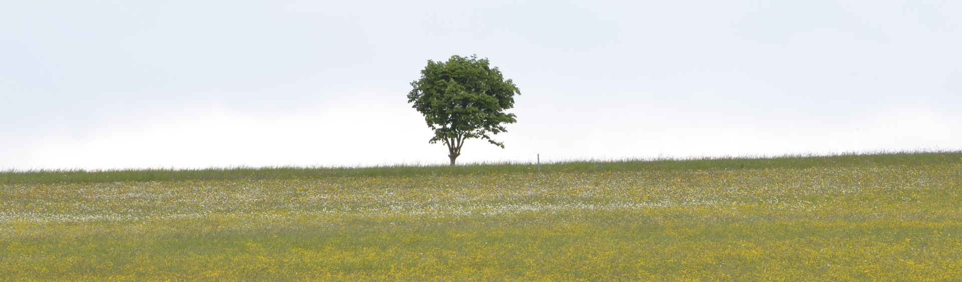 Hintergrundbild der Gemeinde Friedenweiler