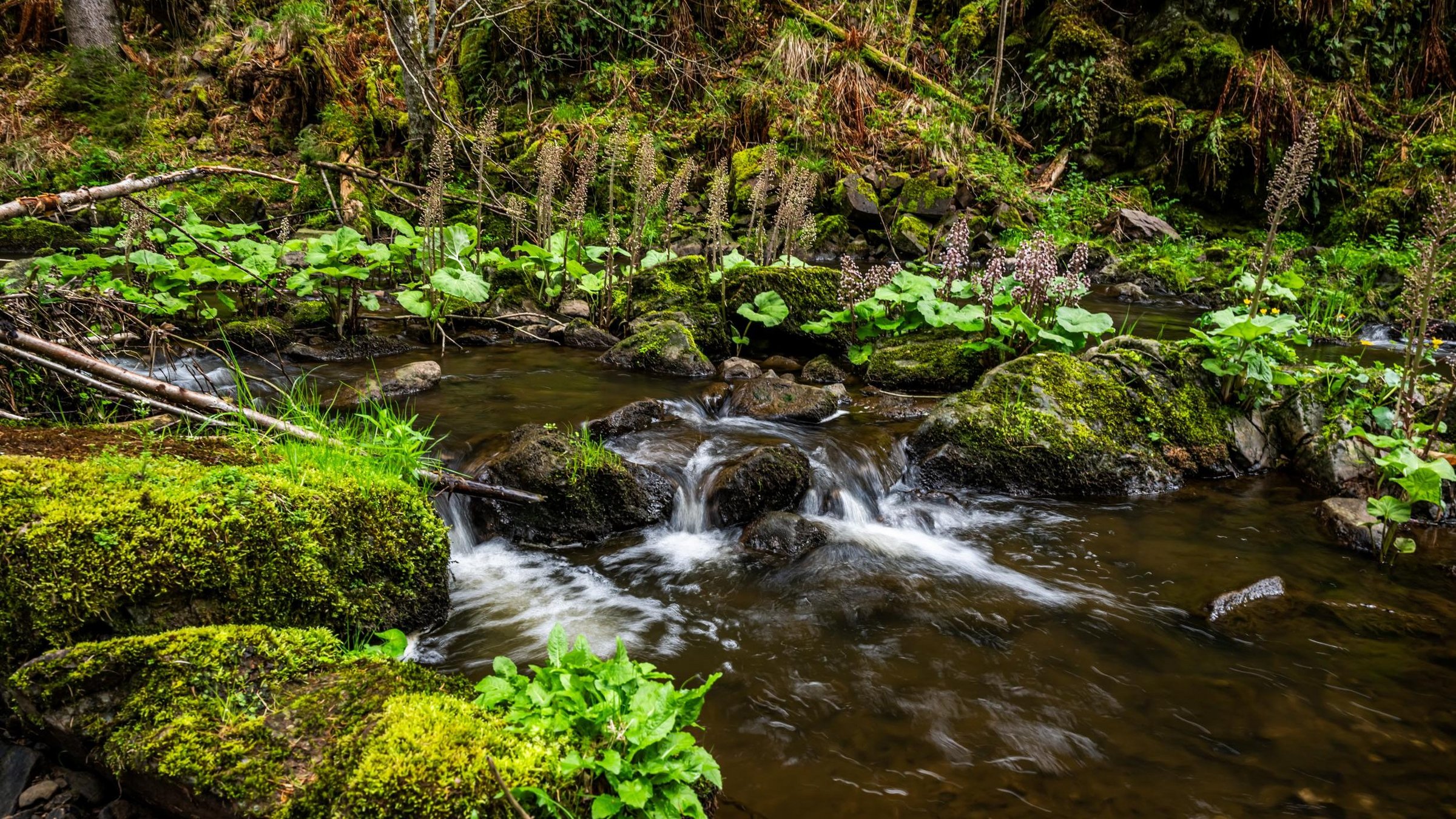 Rötenbachschlucht 